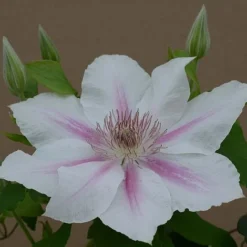 Clematis Corinne™ Evipo063