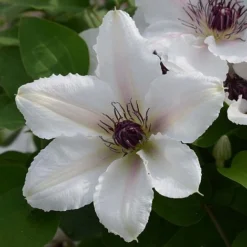 Clematis The Countess Of Wessex™ Evipo073 -Cheap Tree Foliage Store CLEM T77115 A h