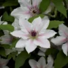 Clematis The Countess Of Wessex™ Evipo073 -Cheap Tree Foliage Store CLEM T77115 C h