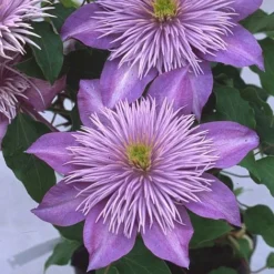Clematis Crystal Fountain™ Evipo038 14 Clematis Crystal Fountain™ Evipo038 -Cheap Tree Foliage Store CLEM T77116 A h