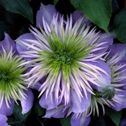 Clematis Crystal Fountain™ Evipo038 15 Clematis Crystal Fountain™ Evipo038 -Cheap Tree Foliage Store CLEM T77116 B h