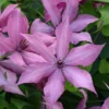 Clematis Giselle™ Evipo051 2 Clematis Giselle™ Evipo051 -Cheap Tree Foliage Store CLEM T77122 A h