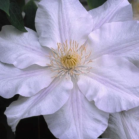 Clematis Ice Blue™ Evipo003 3 Clematis Ice Blue™ Evipo003