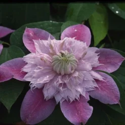 Clematis Josephine™ Evijohill