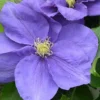 Clematis Kingfisher™ Evipo037 -Cheap Tree Foliage Store CLEM T77126 A h