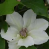 Clematis Kitty™ Evipo097 -Cheap Tree Foliage Store CLEM T77127 A h