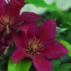 Clematis Picardy™ Evipo024