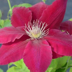 Clematis Rebecca™ Evipo016 -Cheap Tree Foliage Store CLEM T77132 A h