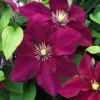 Clematis Rosemoor™ Evipo002 -Cheap Tree Foliage Store CLEM T77134 A h