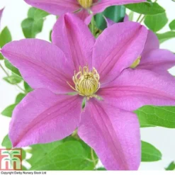 Clematis 'Sally'™ Evipo077 -Cheap Tree Foliage Store CLEM T77135 A