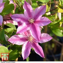Clematis 'Sally'™ Evipo077 -Cheap Tree Foliage Store CLEM T77135 AA