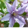 Clematis 'Samaritan Jo'™ Evipo075 -Cheap Tree Foliage Store CLEM T77136 A