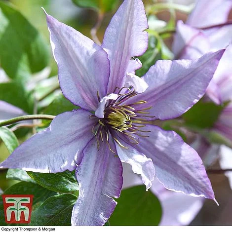 Clematis 'Samaritan Jo'™ Evipo075 3 Clematis 'Samaritan Jo'™ Evipo075