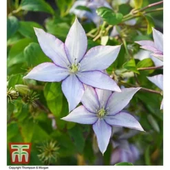 Clematis 'Samaritan Jo'™ Evipo075 18 Clematis 'Samaritan Jo'™ Evipo075 -Cheap Tree Foliage Store CLEM T77136 AA