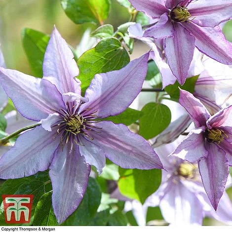 Clematis 'Samaritan Jo'™ Evipo075 4 Clematis 'Samaritan Jo'™ Evipo075 - Image 2