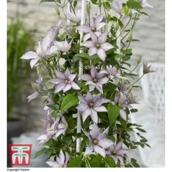 Clematis 'Samaritan Jo'™ Evipo075 20 Clematis 'Samaritan Jo'™ Evipo075 -Cheap Tree Foliage Store CLEM T77136 CC