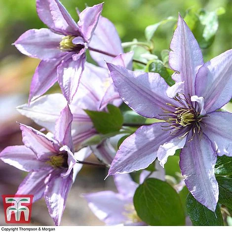 Clematis 'Samaritan Jo'™ Evipo075 5 Clematis 'Samaritan Jo'™ Evipo075 - Image 3
