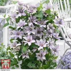 Clematis 'Samaritan Jo'™ Evipo075 21 Clematis 'Samaritan Jo'™ Evipo075 -Cheap Tree Foliage Store CLEM T77136 DD