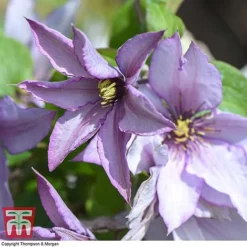 Clematis 'Samaritan Jo'™ Evipo075 15 Clematis 'Samaritan Jo'™ Evipo075 -Cheap Tree Foliage Store CLEM T77136 E