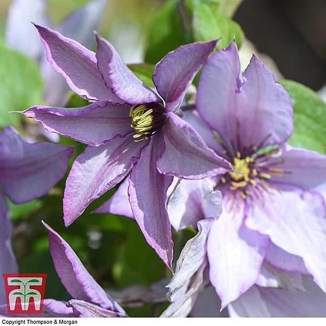 Clematis 'Samaritan Jo'™ Evipo075 6 Clematis 'Samaritan Jo'™ Evipo075 - Image 4