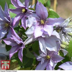 Clematis 'Samaritan Jo'™ Evipo075 16 Clematis 'Samaritan Jo'™ Evipo075 -Cheap Tree Foliage Store CLEM T77136 F