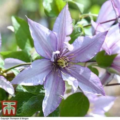 Clematis 'Samaritan Jo'™ Evipo075 17 Clematis 'Samaritan Jo'™ Evipo075 -Cheap Tree Foliage Store CLEM T77136 G