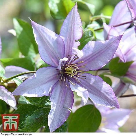Clematis 'Samaritan Jo'™ Evipo075 8 Clematis 'Samaritan Jo'™ Evipo075 - Image 6