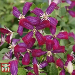 Clematis 'Sweet Summer Love' -Cheap Tree Foliage Store CLEM T79781 D