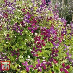Clematis 'Sweet Summer Love' -Cheap Tree Foliage Store CLEM T79781 E