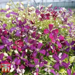 Clematis 'Sweet Summer Love' -Cheap Tree Foliage Store CLEM T79781 F