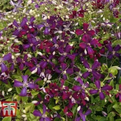 Clematis 'Sweet Summer Love' -Cheap Tree Foliage Store CLEM T79781 H