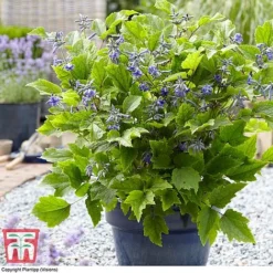 Clematis 'New Love' -Cheap Tree Foliage Store CLEM TJ55647 B