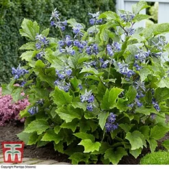 Clematis 'New Love' -Cheap Tree Foliage Store CLEM TJ55647 C