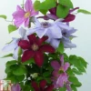Clematis Trio Rebecca, Ooh La La, Bernadine -Cheap Tree Foliage Store CLEM TKA0777 A