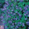 Clematis Macropetala -Cheap Tree Foliage Store CLEM TKA0791 A