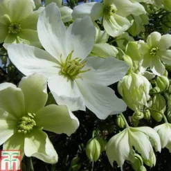 Clematis X Cartmanii 'Avalanche' -Cheap Tree Foliage Store CLEM TKA0821 A