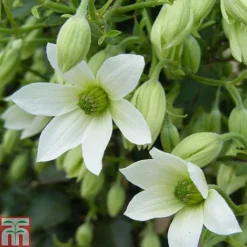 Clematis 'Michiko'™ Evipo044