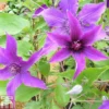 Clematis 'Guiding Promise'™ Evipo053 -Cheap Tree Foliage Store CLEM TKA0825 A