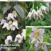 Winter Flowering Clematis Trio 1 Winter Flowering Clematis Trio -Cheap Tree Foliage Store CLEM WKB4690 A