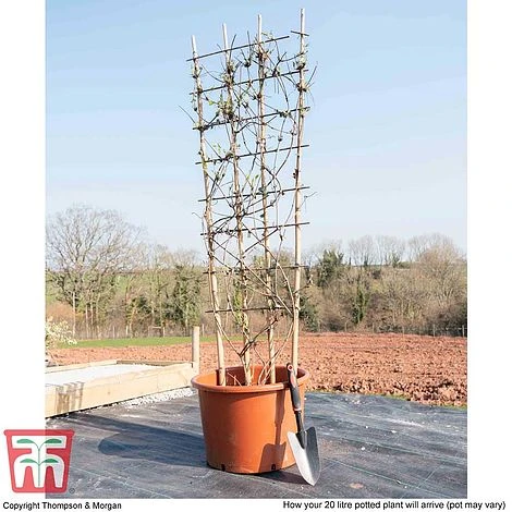 Clematis Montana 'Fragrant Springs' 4 Clematis Montana 'Fragrant Springs' - Image 2