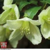 Clematis Cirrhosa 'Jingle Bells' -Cheap Tree Foliage Store CLEM t12555 A