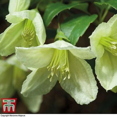 Clematis Cirrhosa 'Jingle Bells' 3 Clematis Cirrhosa 'Jingle Bells'