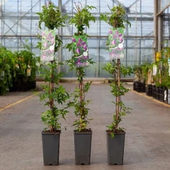 Cheap Tree Foliage Store -Cheap Tree Foliage Store CLEM ALPINA S45212 NOW