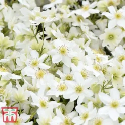 Clematis X Cartmanii 'Avalanche' -Cheap Tree Foliage Store CLEM AVALANCHE T07295