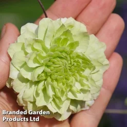 Clematis Florida 'Manju' -Cheap Tree Foliage Store CLEM MANJU S50983