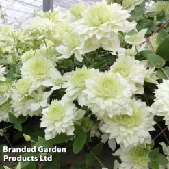 Clematis Florida 'Manju' -Cheap Tree Foliage Store CLEM MANJU S50984