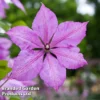 Clematis 'Margaret Hunt' -Cheap Tree Foliage Store CLEM MARGARETH W44892