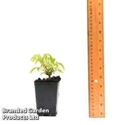 Clematis Napaulensis -Cheap Tree Foliage Store CLEM NAPAUL7CM T44183