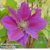 Clematis 'Gladys Picard' 1 Clematis 'Gladys Picard' -Cheap Tree Foliage Store CLEM PICARDY T32179