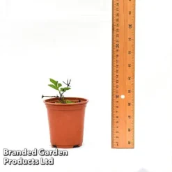 Clematis Florida 'Sieboldii' -Cheap Tree Foliage Store CLEM SIEBOL9CM T44180